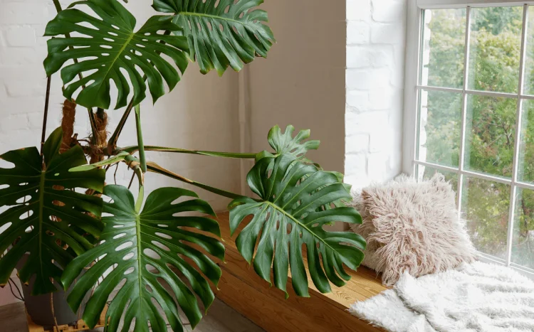 Monstera: Pflege Arten Und Tipps Für Ein Gesundes Wachstum