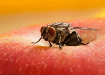 Die Ultimative Anleitung Zur Auswahl Der Besten Fliegenfalle Für Ihr Zuhause