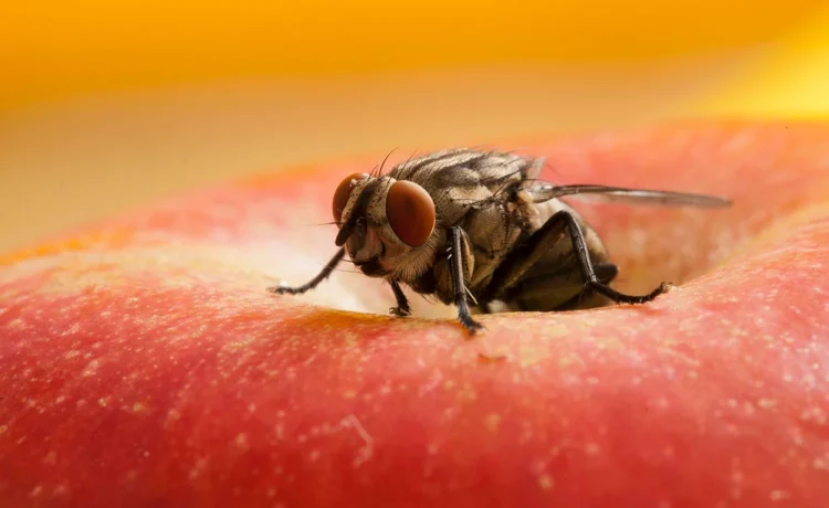 Die Ultimative Anleitung Zur Auswahl Der Besten Fliegenfalle Für Ihr Zuhause