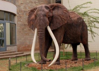 Der Elefantenbulle Ahmed: Eine Legende Aus Kenia