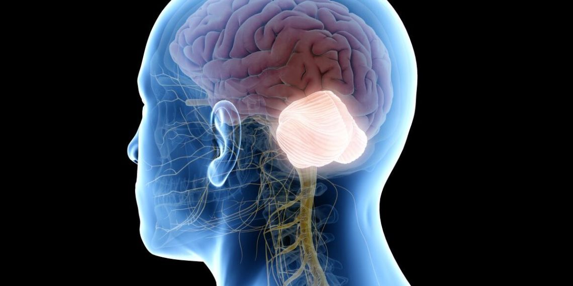 Kleinhirn Lage: Einblicke in Funktion und Bedeutung