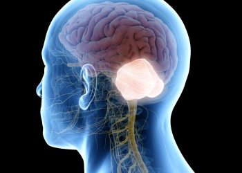 Kleinhirn Lage: Einblicke in Funktion und Bedeutung