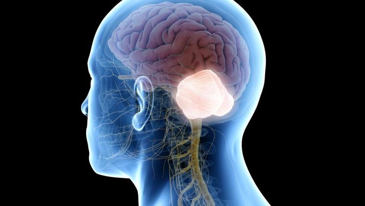 Kleinhirn Lage: Einblicke in Funktion und Bedeutung