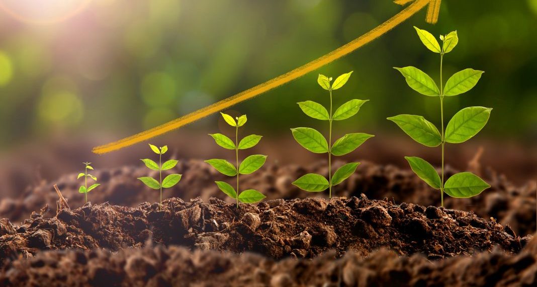 Wachstum: Ein umfassender Leitfaden zur Entwicklung und Expansion