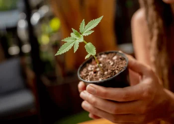 8 Anfängerfehler, die du beim Anbau von Cannabissamen vermeiden solltest