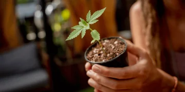 8 Anfängerfehler, die du beim Anbau von Cannabissamen vermeiden solltest