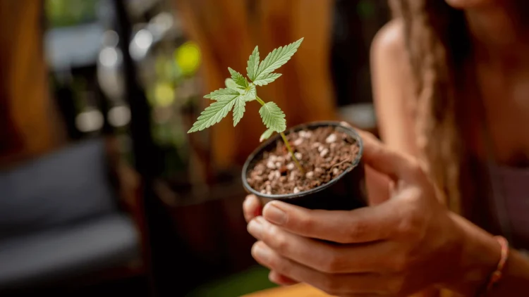 8 Anfängerfehler, die du beim Anbau von Cannabissamen vermeiden solltest