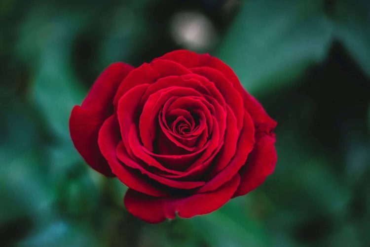 Rosa