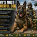 Army’s Most Powerful Dog